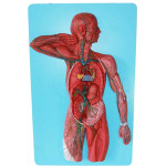 Lymphatic System Model